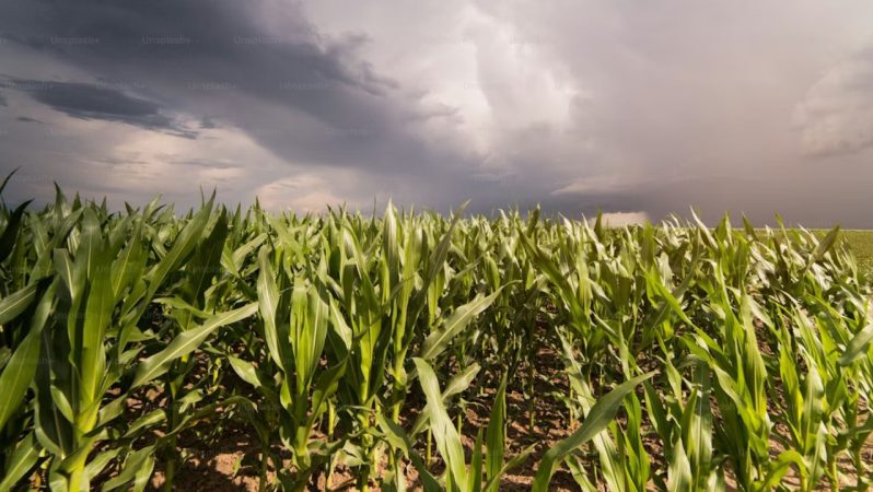 Yağışlar Barajları Doldurdu, Göllerde Canlanma: Türkiye’de Su Kaynaklarında Yeni Seviye