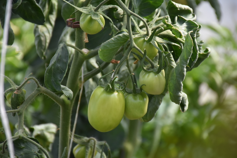 Domates Saplarından Yenilikçi Biyomalzeme: Fosforik Asitle Cam Yapısı ve Döngüsel Ekonomi Potansiyeli