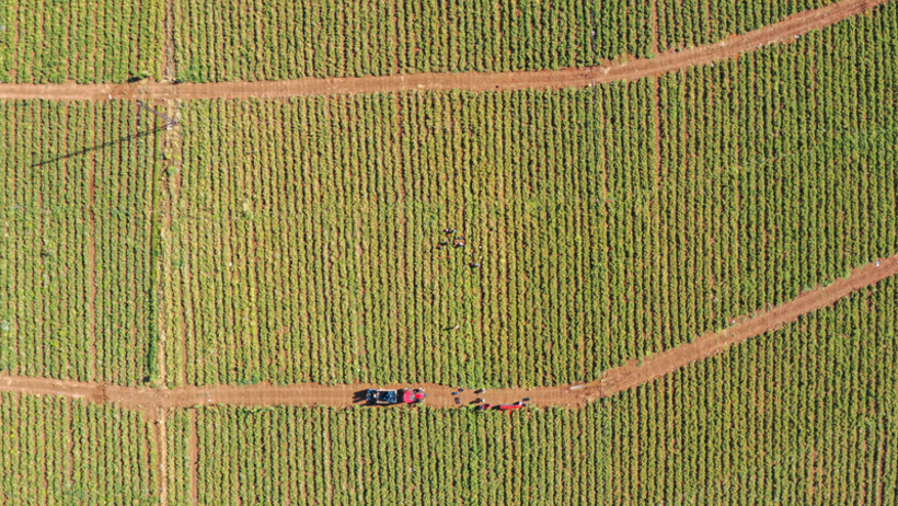 Domates Saplarından Yenilikçi Biyomalzeme: Fosforik Asitle Cam Yapısı ve Döngüsel Ekonomi Potansiyeli