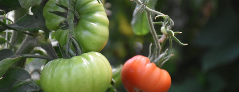Domates Saplarından Yenilikçi Biyomalzeme: Fosforik Asitle Cam Yapısı ve Döngüsel Ekonomi Potansiyeli
