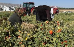 Domates Saplarından Yenilikçi Biyomalzeme: Fosforik Asitle Cam Yapısı ve Döngüsel Ekonomi Potansiyeli