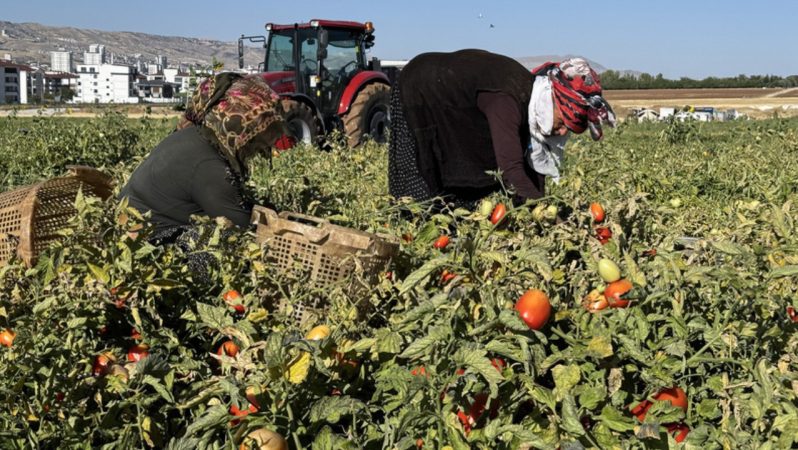 Domates Saplarından Yenilikçi Biyomalzeme: Fosforik Asitle Cam Yapısı ve Döngüsel Ekonomi Potansiyeli
