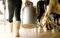 Şubat Ayı Çiğ Süt Üretim Maliyeti ve Yem Fiyatlarının Etkisi – TÜSEDAD Raporu