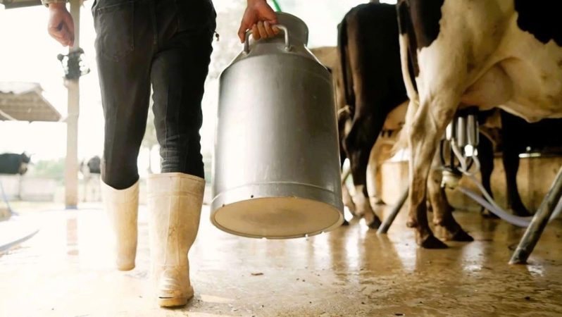 Şubat Ayı Çiğ Süt Üretim Maliyeti ve Yem Fiyatlarının Etkisi – TÜSEDAD Raporu