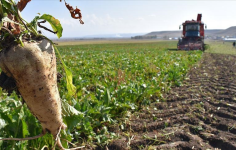 Tarım Kanunu Teklifine Göre Sözleşmeli Şeker Pancarı Üretimi ve Denetim