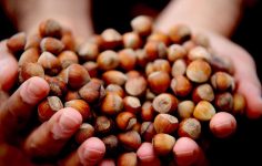 Türkiye Fındık İhracatında İlk Yarı: 92.978 Ton ve 1,17 Milyar Dolar Gelir