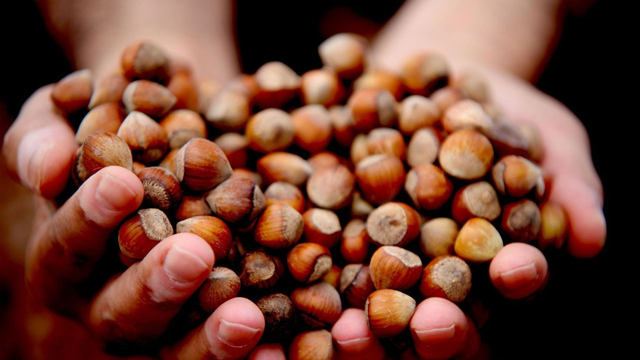 Türkiye Fındık İhracatında İlk Yarı: 92.978 Ton ve 1,17 Milyar Dolar Gelir