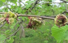Düzce Fındıkta Külleme ve KozaLak Akarı Tehdidi: Zeminin Nem ve Yağış Etkisiyle Artan Riskler