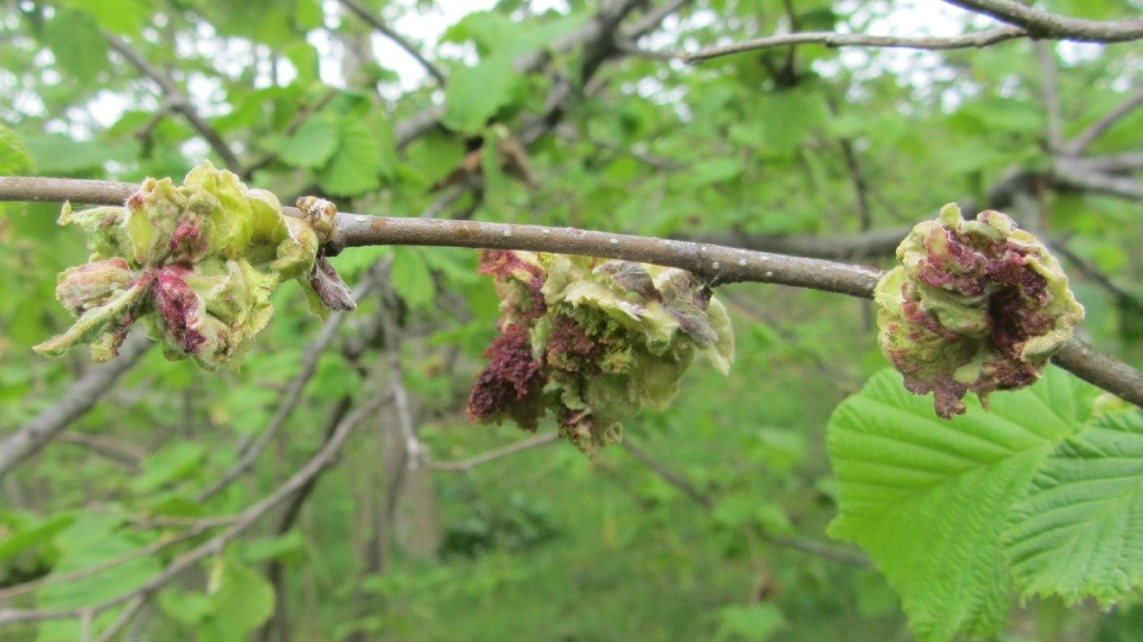 Düzce Fındıkta Külleme ve KozaLak Akarı Tehdidi: Zeminin Nem ve Yağış Etkisiyle Artan Riskler
