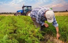 Kırsal Kalkınmada Dev Yatırım: Hibe Destekleri ve İstihdamdaki Artış