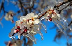 Zirai Don Riskine Karşı Üreticilere Acil Tedbir Çağrısı: Saha Destek ve Hasar Bildirimi
