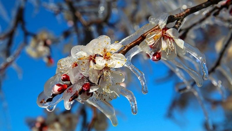 Zirai Don Riskine Karşı Üreticilere Acil Tedbir Çağrısı: Saha Destek ve Hasar Bildirimi