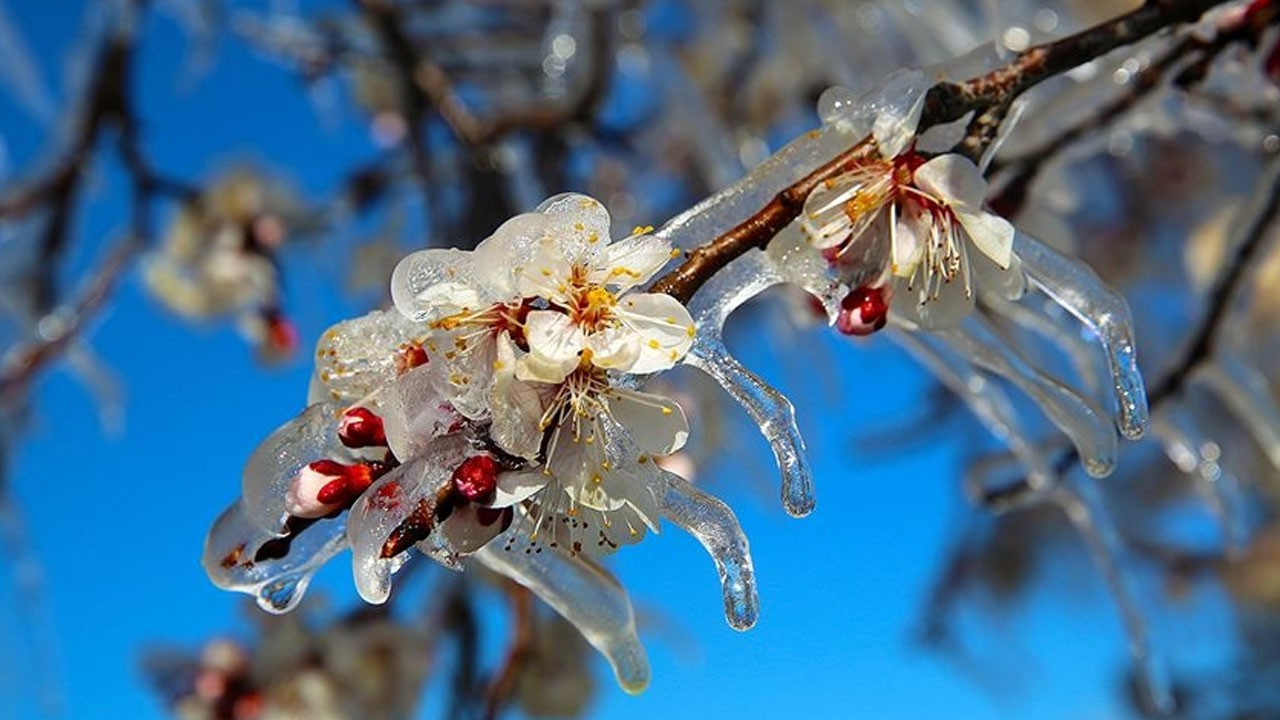 Zirai Don Riskine Karşı Üreticilere Acil Tedbir Çağrısı: Saha Destek ve Hasar Bildirimi