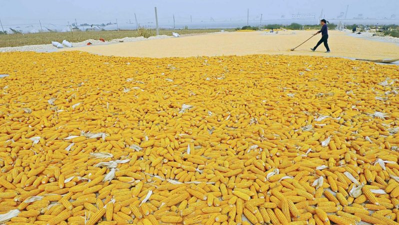 FAO Tahıl Görünümü 2026: Arz Baskısı ve Üretimdeki Eğilimler