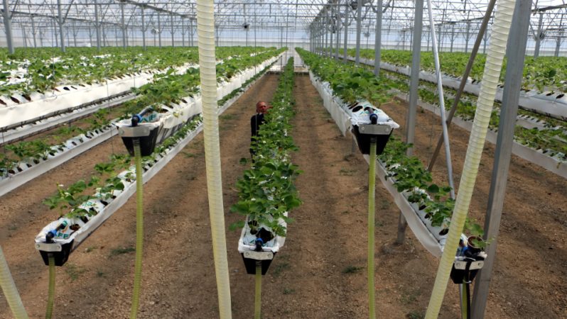 TARGET Projesi: Türkiye Tarım Gıda Sektörünün İstihdam ve Kırsal Refah İçin Dönüşümünün Detayları