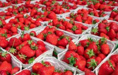 Türk Çileği Dış Pazarlarda Güçli Performans Gösterdi: Hem Taze Hem Dondurulmuş Sortlarda Artışlar