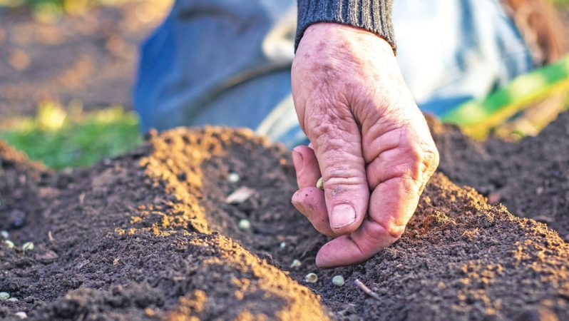 Türkiye’de Tarımda Güncel İstihdam ve Genç Kadın Çiftçi Sorunları: Sürdürülebilirlik İçin Çözüm Önerileri
