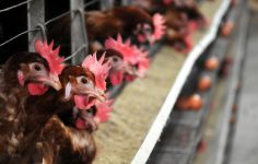 Türkiye’de Tavuk Üretim Verileri – Mart Ayı Değerlendirmesi