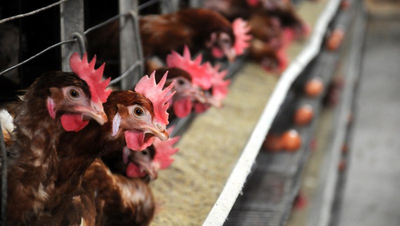 Türkiye’de Tavuk Üretim Verileri – Mart Ayı Değerlendirmesi