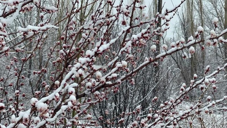 Zirai Donun Sultandağı ve Çay’da Meyve Bahçelerine Etkisi ve Hasar Durumu