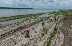 Süper El Nino Riski: Küresel Tahminler ve Tarım Sektörüne Etkileri